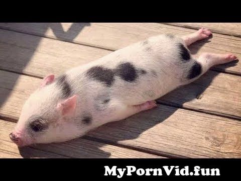 Pretty Piggy OnlyFans Leaked