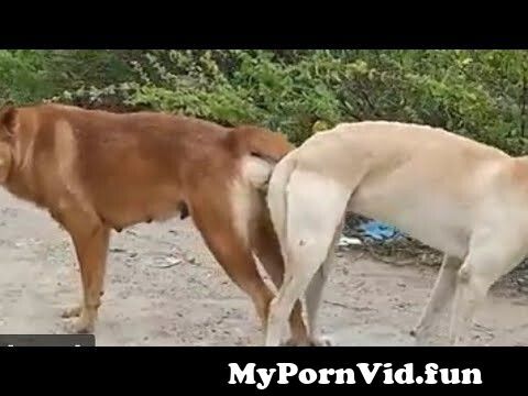Dog tube seks Animal Sex