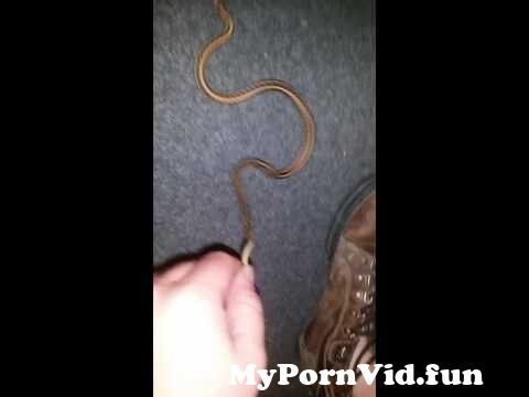 Snake in pussy