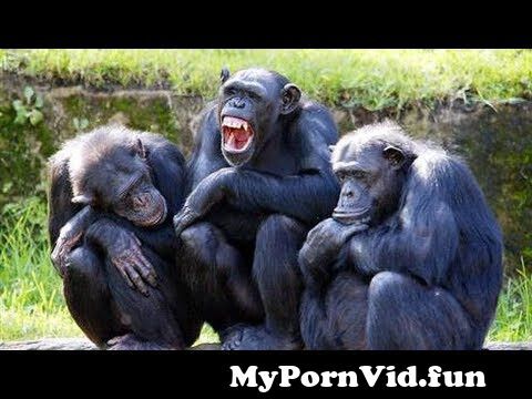 Chimp Porn