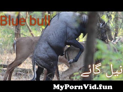 With sex video Rawalpindi animals in Australia in