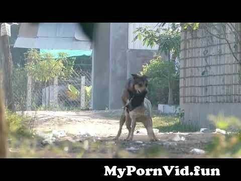 Sex in Jaipur dog zoo Alas, Poor