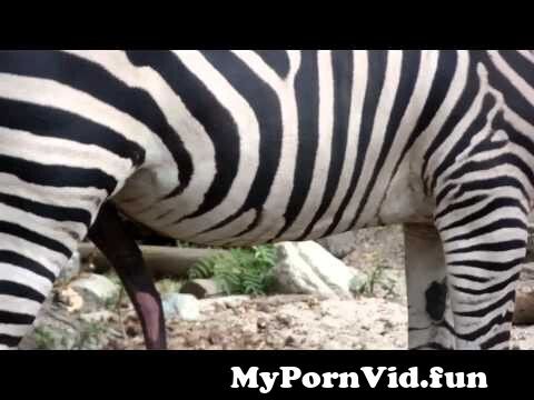 Animal sex and video in Medellín