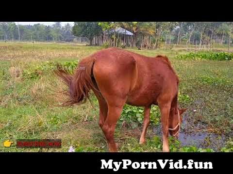 Horse Pooping Porn