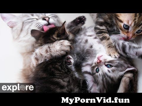 Kitten - Kittenfun OnlyFans Leaked