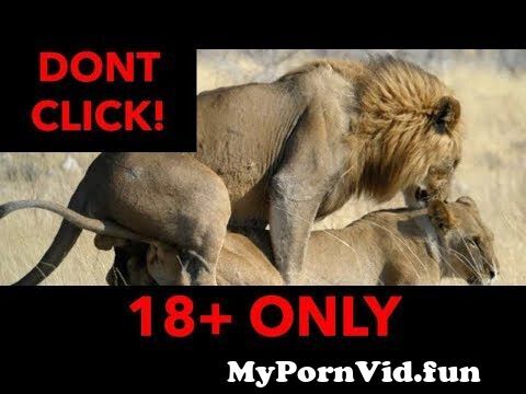 Lion and Tiger Animal Breeding - Top Animals Mating from sex wapin tiger  Watch Video 
