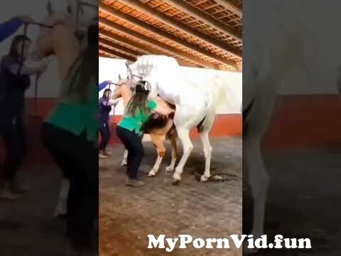 Horse Fuck Aunty - horse meeting horse fucking horse sex from hose sex fuck Watch Video -  MyPornVid.fun