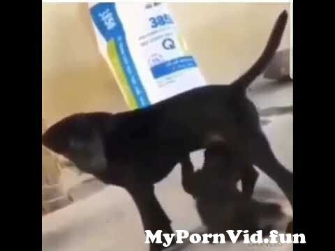 Dog Suck Penis