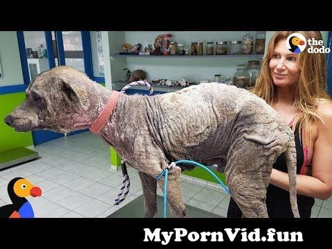 Xxx Dog Anty Fuck Videos - Woman Rescues Sick Dog During Her Vacation| The Dodo from dogxxgirl  xxxllywood to aunty xxx cali sex doe Watch Video - MyPornVid.fun