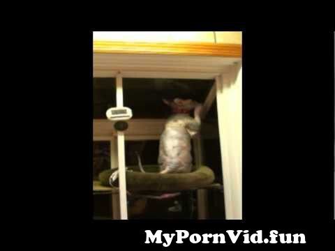 Cat goddess porn pics