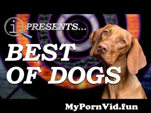 Compilation dogsex Zoophilic dog