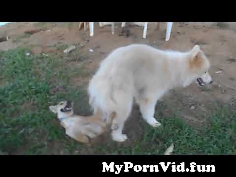 First Time Dog Sex