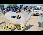Sindhi Cattle Market