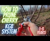 CherryFarm pruning u0026 grafting
