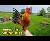 Miniature Chicken Channel