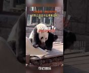 熊猫是熊猫吖