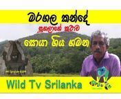 Wild TV Sri Lanka Television Network