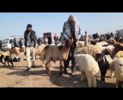 السوق العربية للمواشيsheep -cow