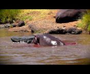 Wild Animals and Other Crazy Videos