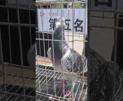 賽鴿會China racing pigeon