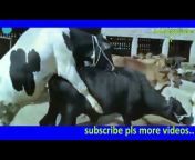 animal production Tv HD