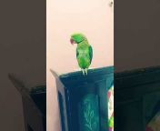 finominal parrot