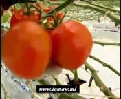Tomato Growers Supply Company