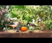 Birds u0026 Squirrels Garden