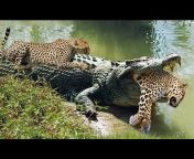 Life Of Crocodile