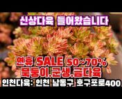 인천다육도매 Korean succulent plants 多肉植物