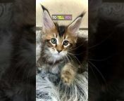 Maine Coon Kittens by MasterCoons Cattery