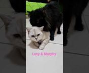 MURPHY u0026 LUCY TURKISH ANGORA CATS