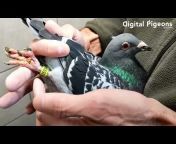 Digital Pigeons