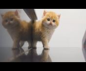 SunnyBri Kitten