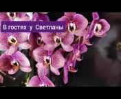 Орхидейная Страна