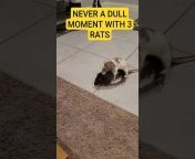 Skylers Rats