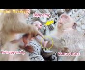 Pigtail Monkeys