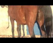 Purebred Spanish Horses