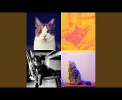 光滑 猫的音乐 - Topic