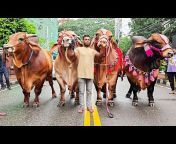 Biggest Bulls Of Bangladesh