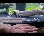Gnarly Fish Tanks - G.T.Aquatics