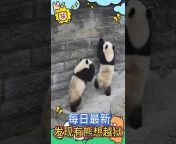 熊猫欢乐窝