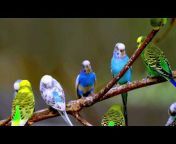 Jacobs Budgie Channel