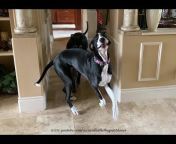Max and Katie the Great Danes