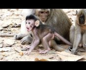 Beautiful Monkeys