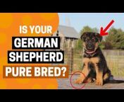 German Shepherd Care