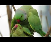 parrot hub