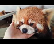 Red Panda - Morty