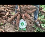 Cassava VietNam