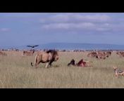 Maasai Sightings